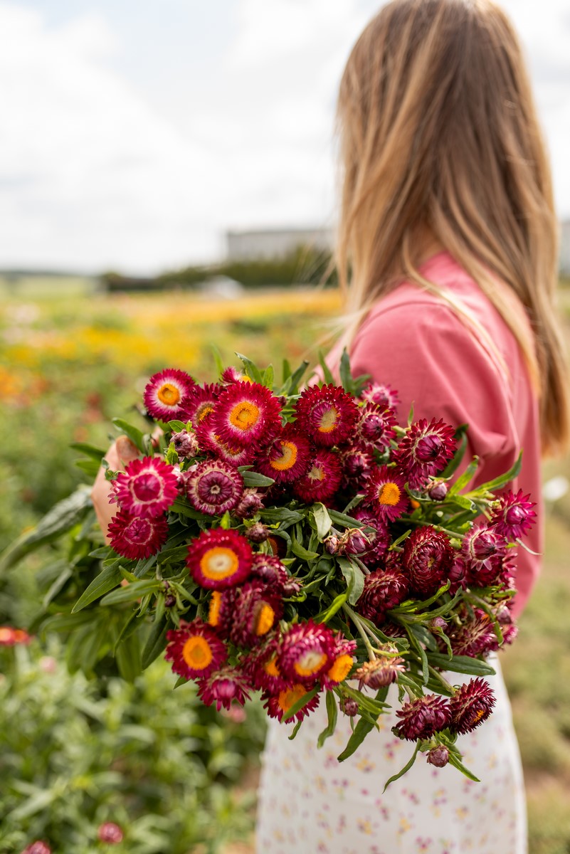 bordowe kocanki w bukiecie